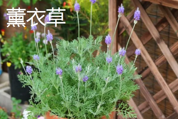 哪些植物可以驱蚊,驱蚊草、夜来香等品种都有驱蚊效果