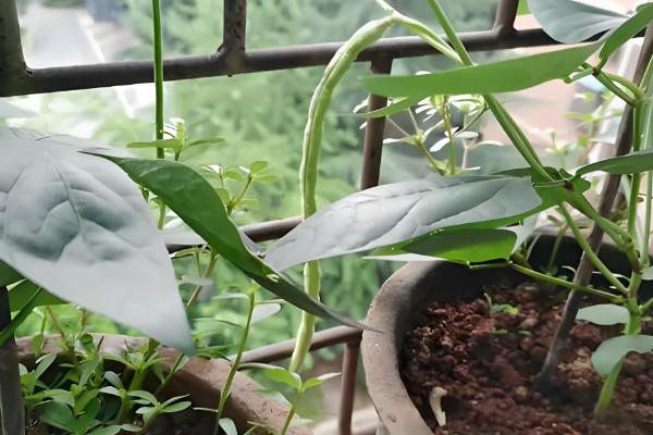 阳台种豆角要授粉吗,无需人工授粉