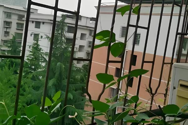 阳台种豆角要授粉吗,无需人工授粉