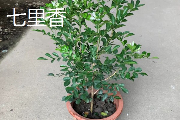 哪些植物可以驱蚊,驱蚊草、夜来香等品种都有驱蚊效果