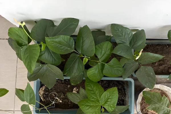 阳台种豆角要授粉吗,无需人工授粉