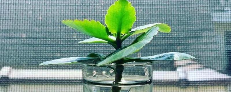 长寿花的水培方法，可以每周换水一次