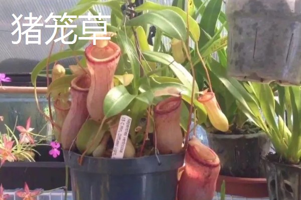 哪些植物可以驱蚊,驱蚊草、夜来香等品种都有驱蚊效果