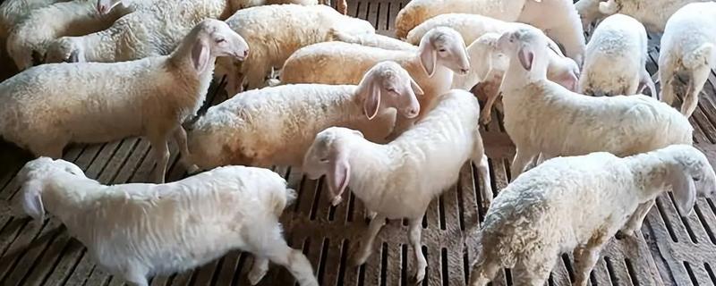 羔羊的开口料配方，原料包括豆粕、棉粕等