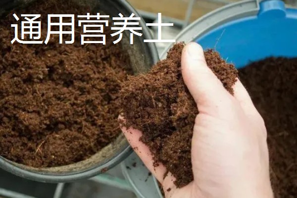 多肉植物怎么配花土，可用花园土、腐叶土等混合