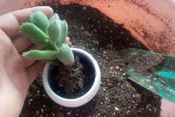 多肉植物怎么配花土，可用花园土、腐叶土等混合