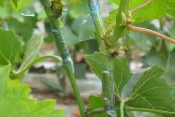 葡萄绿枝的嫁接方法,适合在夏季6月份进行