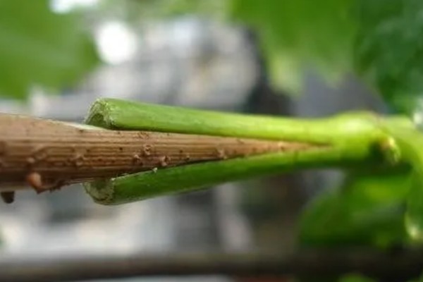 葡萄绿枝的嫁接方法,适合在夏季6月份进行