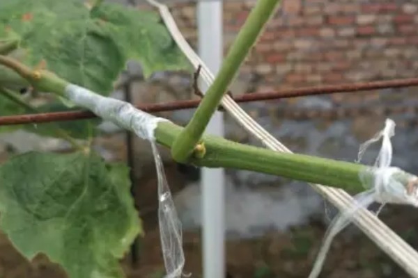 葡萄绿枝的嫁接方法,适合在夏季6月份进行