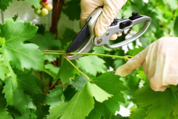 葡萄绿枝的嫁接方法,适合在夏季6月份进行