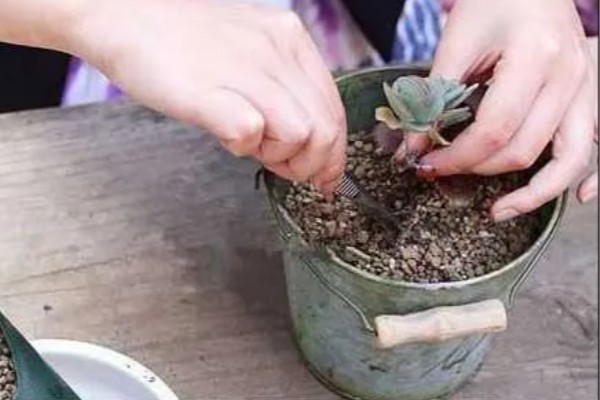 多肉植物怎么配花土，可用花园土、腐叶土等混合