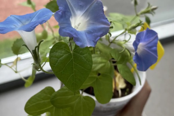 牵牛花的白色汁液是否有毒，不会危害人体可以放心养护