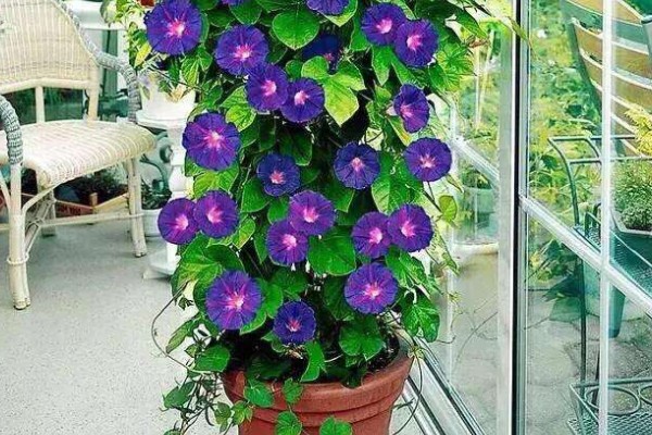 牵牛花的白色汁液是否有毒，不会危害人体可以放心养护