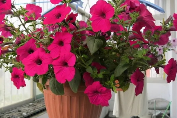 牵牛花的白色汁液是否有毒，不会危害人体可以放心养护