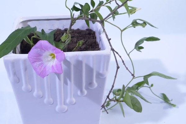 牵牛花的白色汁液是否有毒，不会危害人体可以放心养护