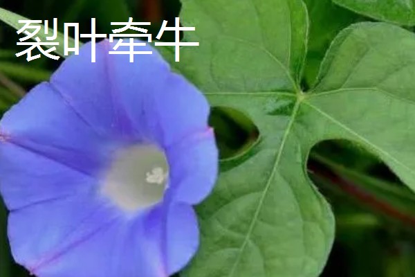 牵牛花的白色汁液是否有毒，不会危害人体可以放心养护