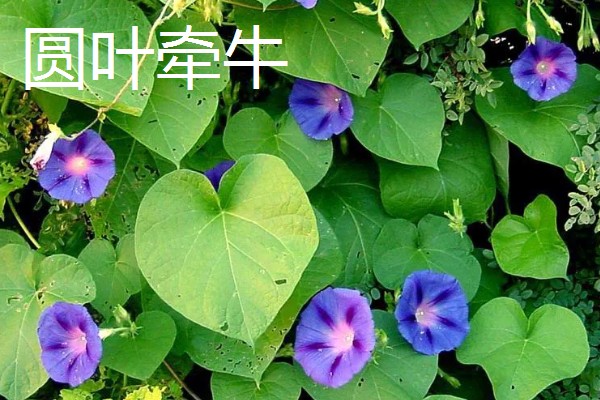 牵牛花的白色汁液是否有毒，不会危害人体可以放心养护