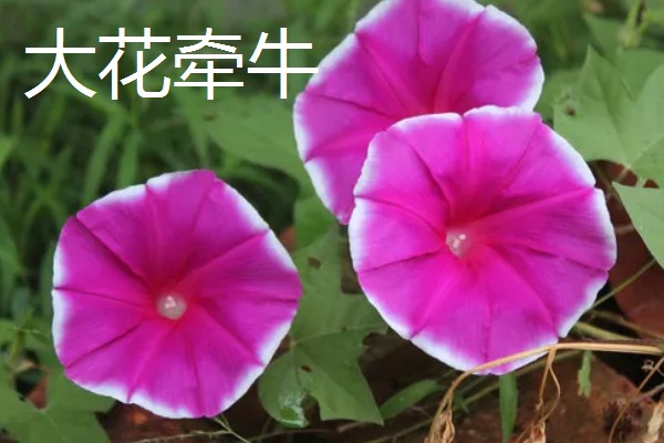 牵牛花的白色汁液是否有毒，不会危害人体可以放心养护