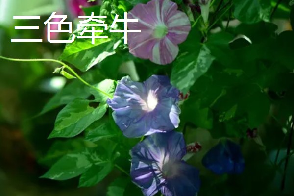 牵牛花的白色汁液是否有毒，不会危害人体可以放心养护