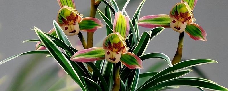 兰花被称为花中君子的原因，花香淡雅拥有自己的原则与信念