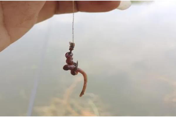 野钓鲫鱼用什么饵料,蚯蚓、红虫、野战蓝鲫等鱼饵都是适宜选择