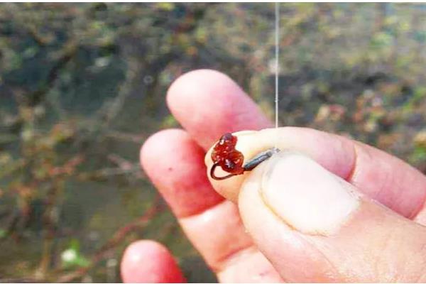 野钓鲫鱼用什么饵料,蚯蚓、红虫、野战蓝鲫等鱼饵都是适宜选择