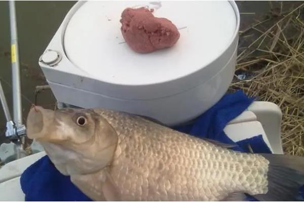 野钓鲫鱼用什么饵料,蚯蚓、红虫、野战蓝鲫等鱼饵都是适宜选择