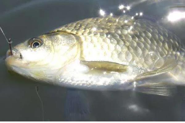 野钓鲫鱼用什么饵料,蚯蚓、红虫、野战蓝鲫等鱼饵都是适宜选择