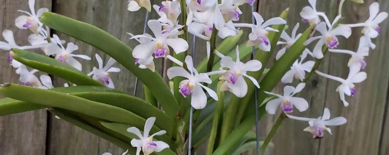 万代兰的种植方式，种植深度大概在5厘米左右