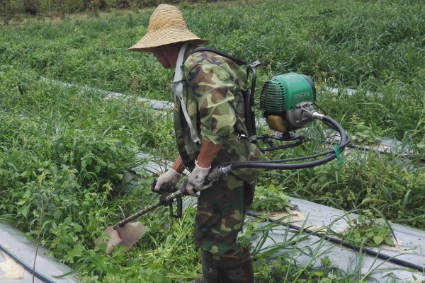 蓝莓叶子上有红色斑点怎么防治，及时剪掉病叶