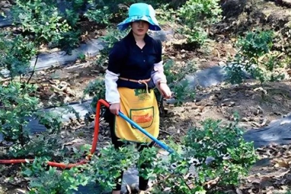 蓝莓叶子上有红色斑点怎么防治，及时剪掉病叶