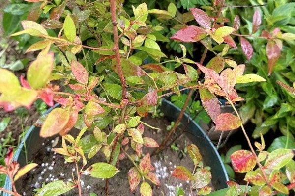 蓝莓叶子上有红色斑点怎么防治，及时剪掉病叶