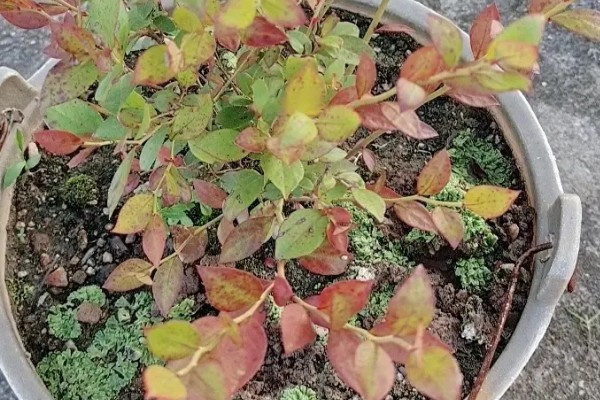 蓝莓叶子上有红色斑点怎么防治，及时剪掉病叶