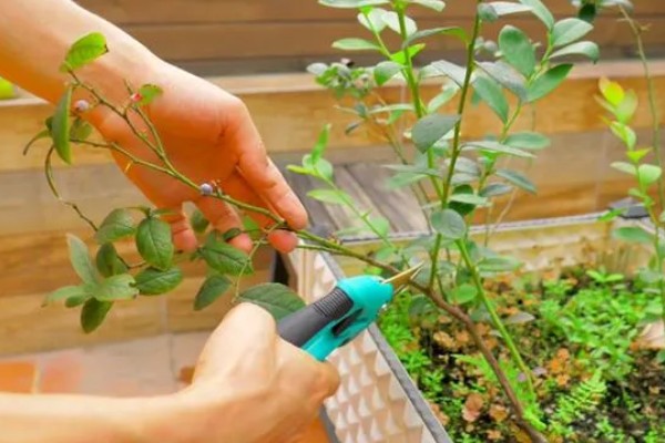 蓝莓叶子上有红色斑点怎么防治，及时剪掉病叶