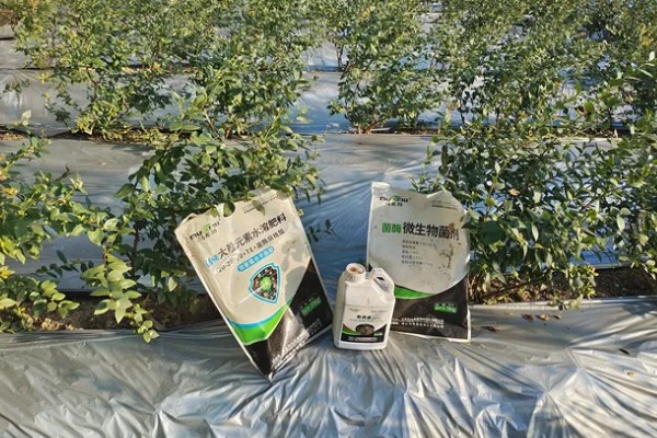 蓝莓叶子上有红色斑点怎么防治，及时剪掉病叶