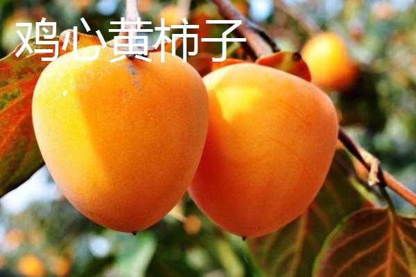柿子有什么种类,常见鸡心黄柿子、镜面柿等品种