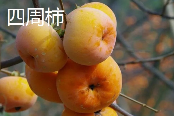 柿子有什么种类,常见鸡心黄柿子、镜面柿等品种