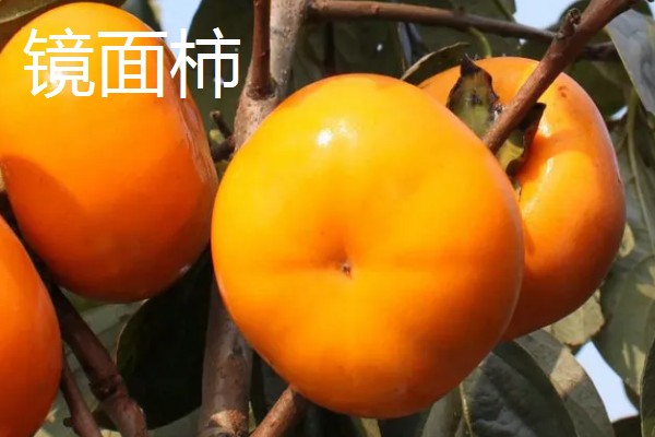 柿子有什么种类,常见鸡心黄柿子、镜面柿等品种