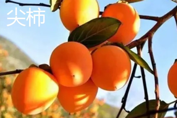 柿子有什么种类,常见鸡心黄柿子、镜面柿等品种