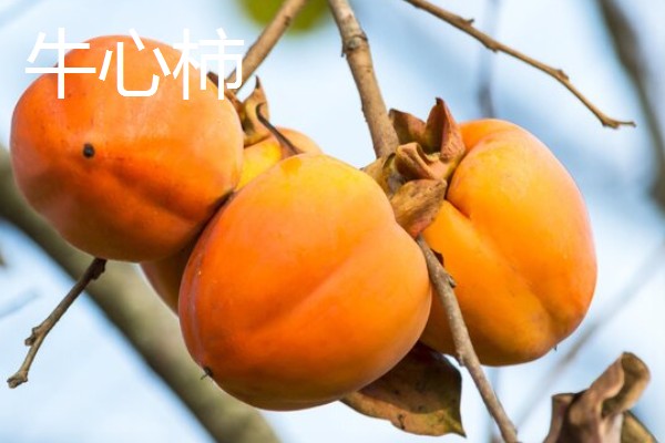 柿子有什么种类,常见鸡心黄柿子、镜面柿等品种