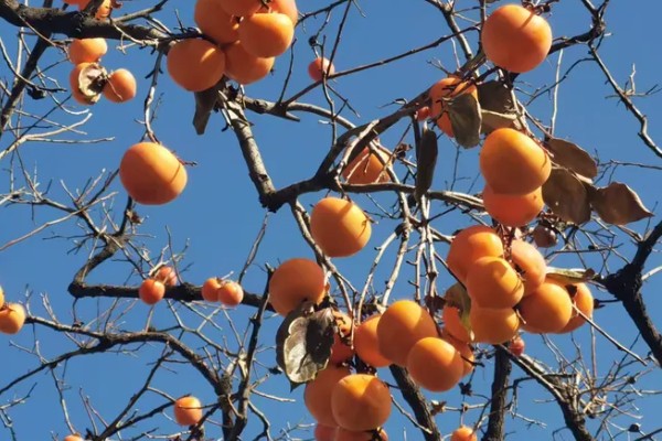 柿子有什么种类,常见鸡心黄柿子、镜面柿等品种