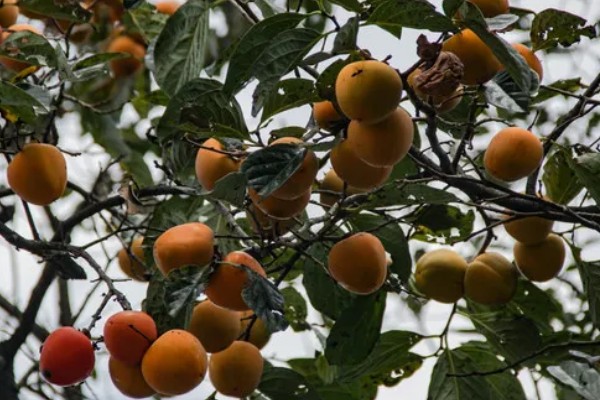 柿子有什么种类,常见鸡心黄柿子、镜面柿等品种