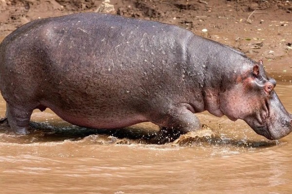 河马生活在哪里，很多时候都是待在水中的
