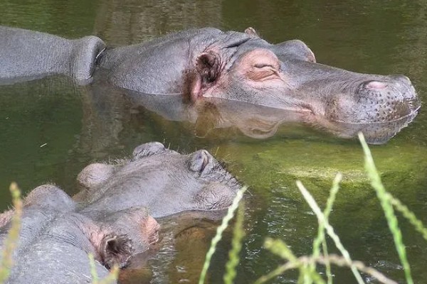 河马生活在哪里，很多时候都是待在水中的