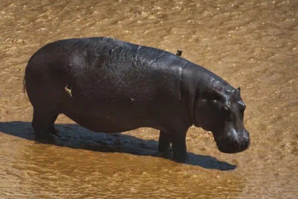 河马生活在哪里，很多时候都是待在水中的