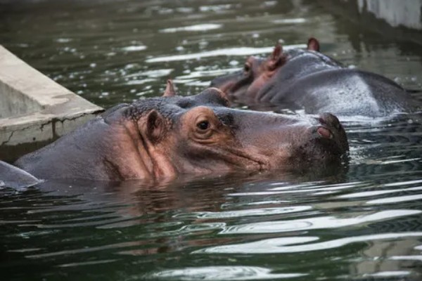河马生活在哪里，很多时候都是待在水中的