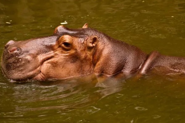 河马生活在哪里，很多时候都是待在水中的