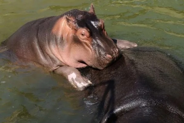 河马生活在哪里，很多时候都是待在水中的