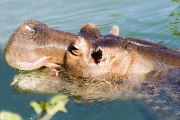 河马生活在哪里，很多时候都是待在水中的