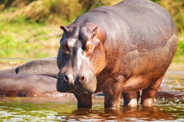 河马生活在哪里，很多时候都是待在水中的